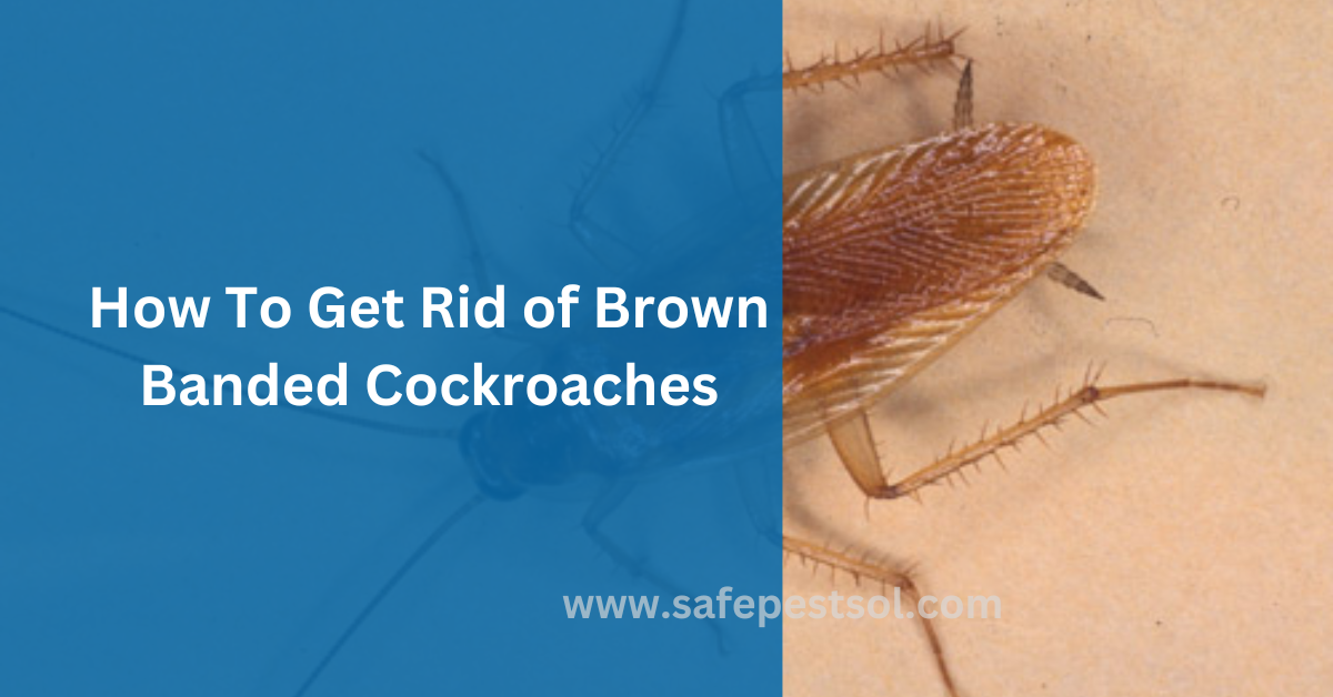 How To Get Rid of Brown Banded Cockroaches