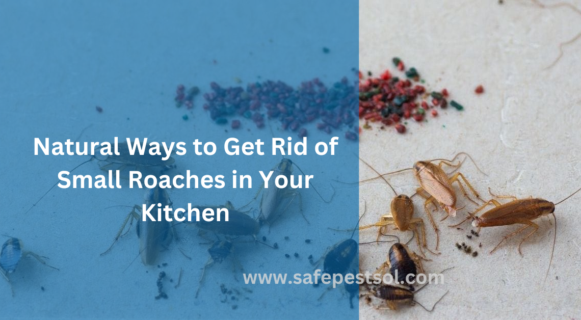 Small Roaches in Your Kitchen