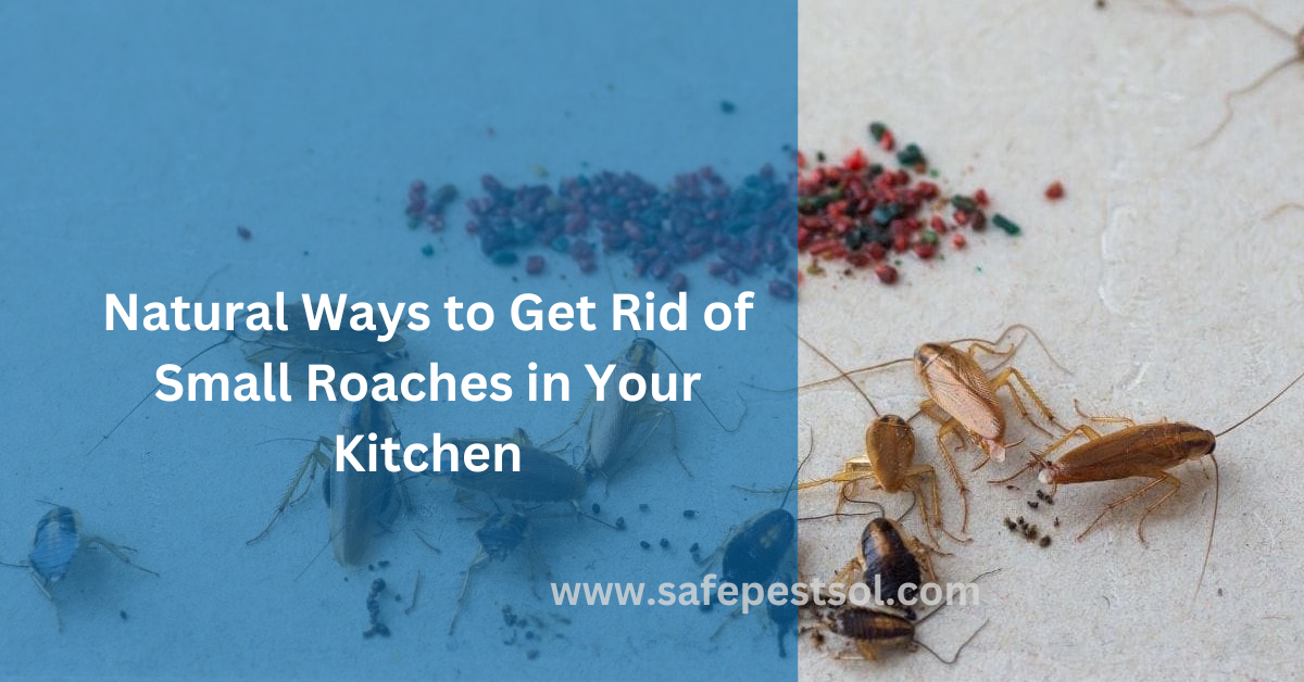 Small Roaches in Your Kitchen