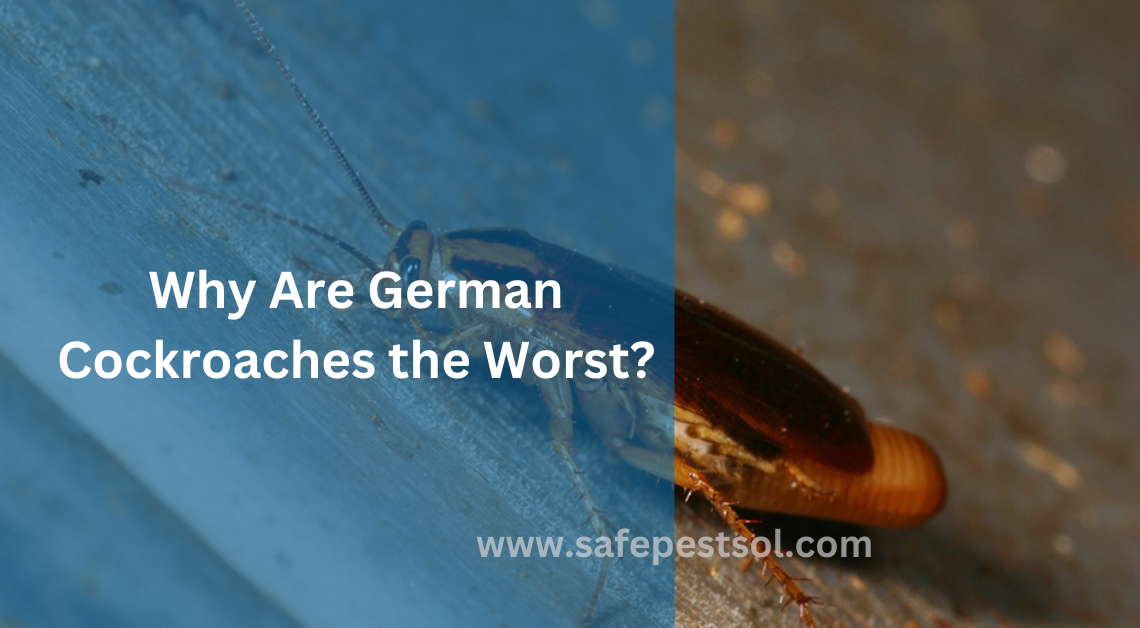 Why Are German Cockroaches the Worst