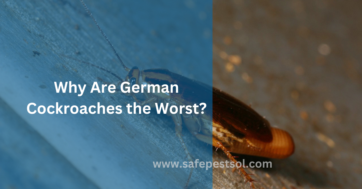 Why Are German Cockroaches the Worst