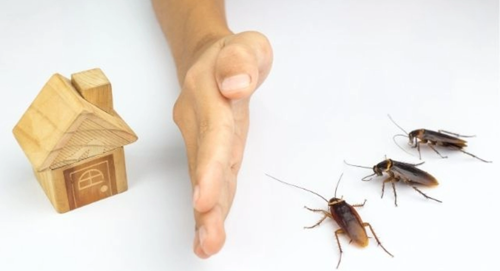 Why Are There Suddenly So Many Cockroaches In My House