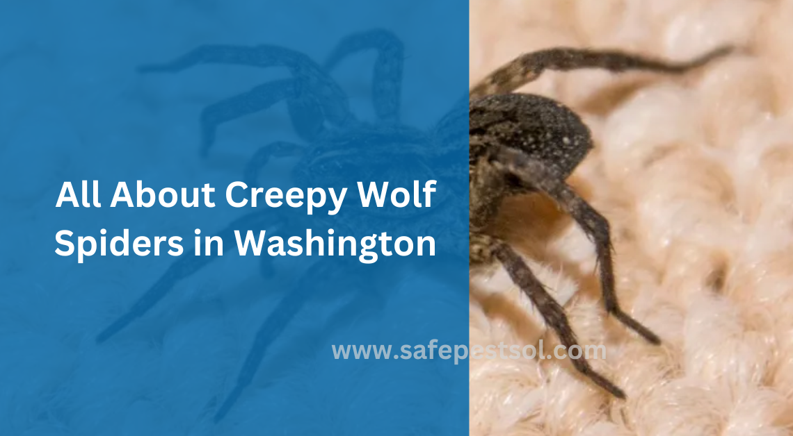 All About Creepy Wolf Spiders in Washington