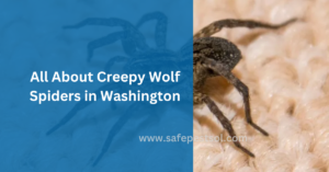 All About Creepy Wolf Spiders in Washington