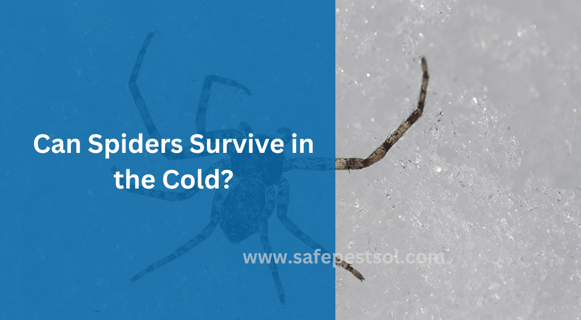 Can Spiders Survive in the Cold