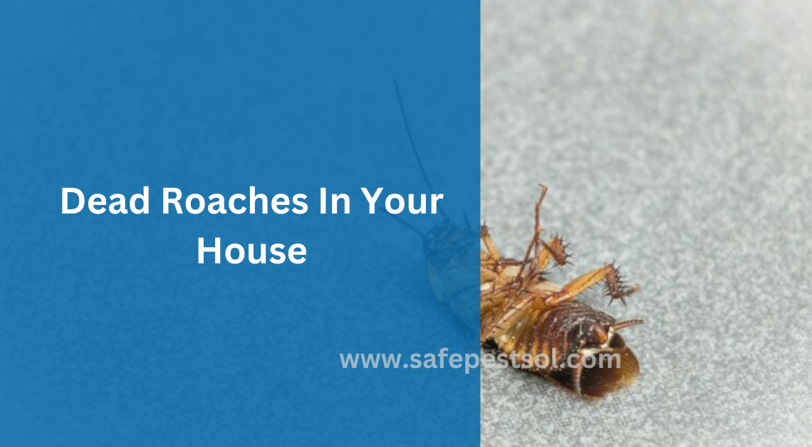 Dead Roaches In Your House