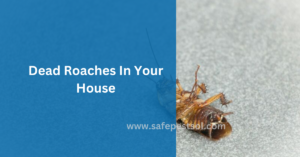 Reasons Why There Are Dead Roaches in Your House