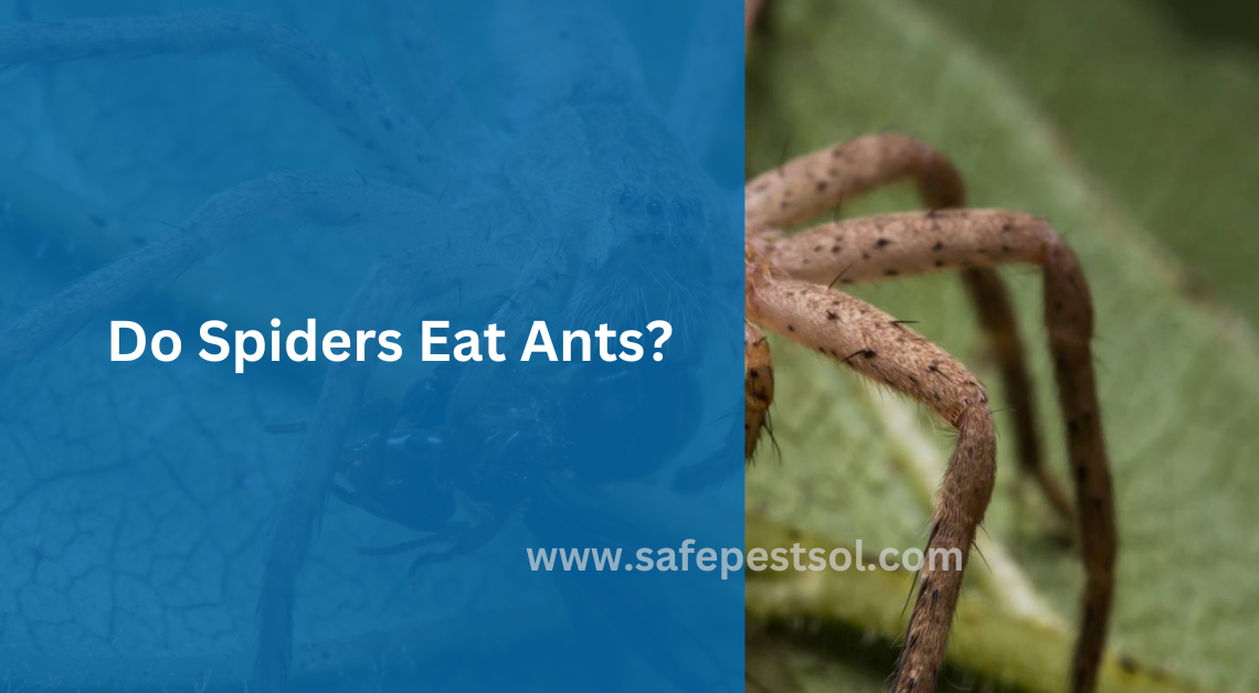 Do Spiders Eat Ants