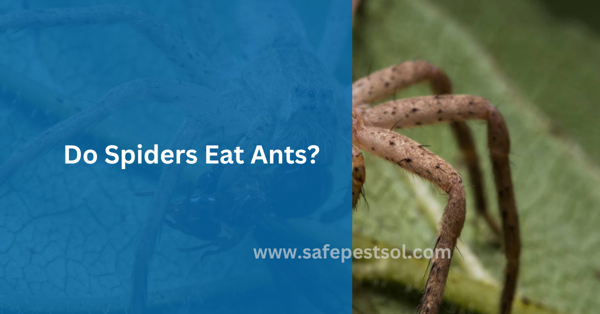 Do Spiders Eat Ants