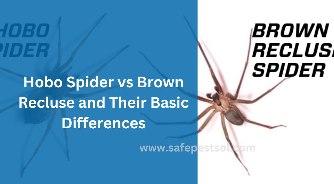 Hobo Spider vs Brown Recluse and Their Basic Differences