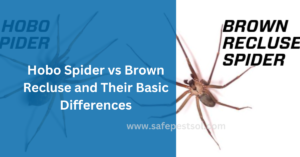 Hobo Spider vs Brown Recluse and Their Basic Differences