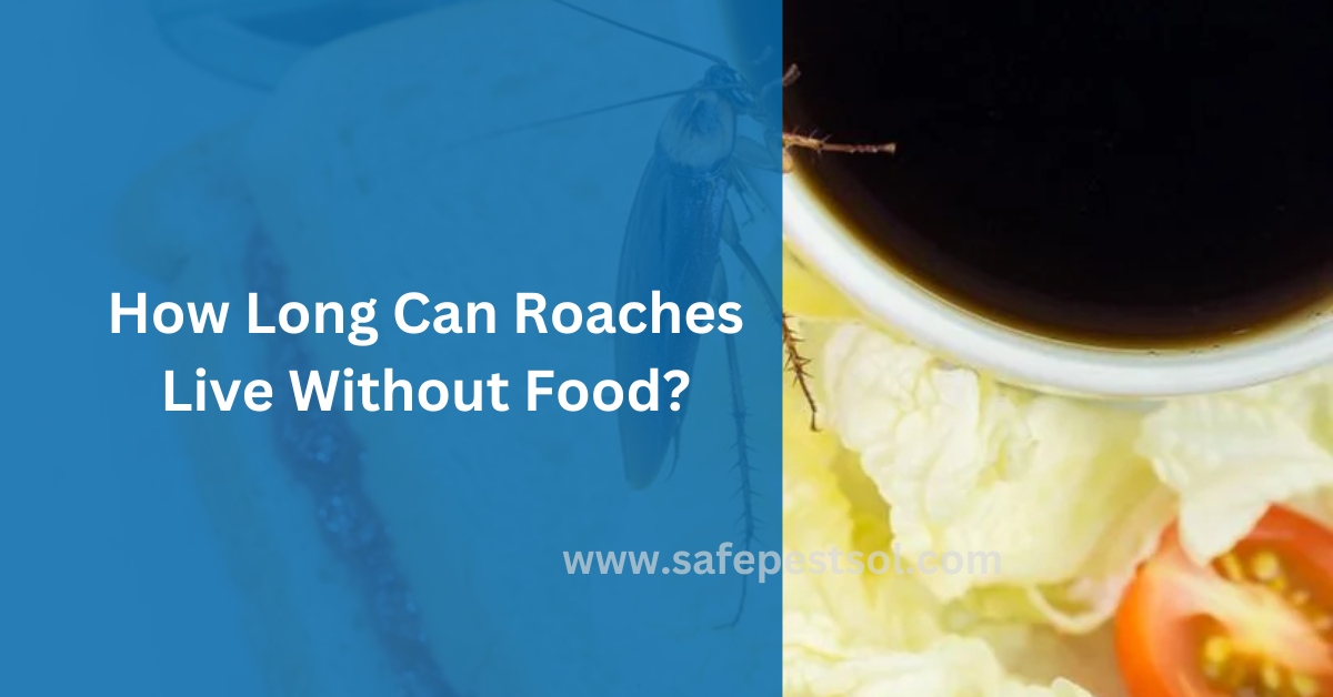 How Long Can Roaches Live Without Food?