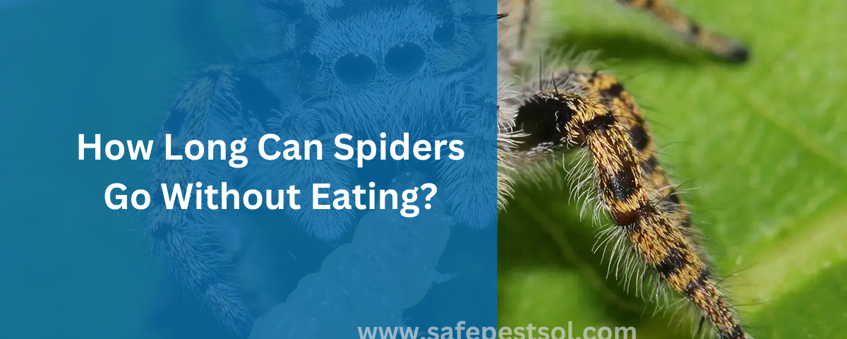 How Long Can Spiders Go Without Eating
