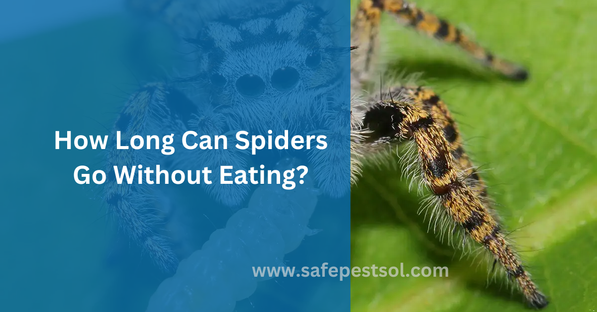 How Long Can Spiders Go Without Eating