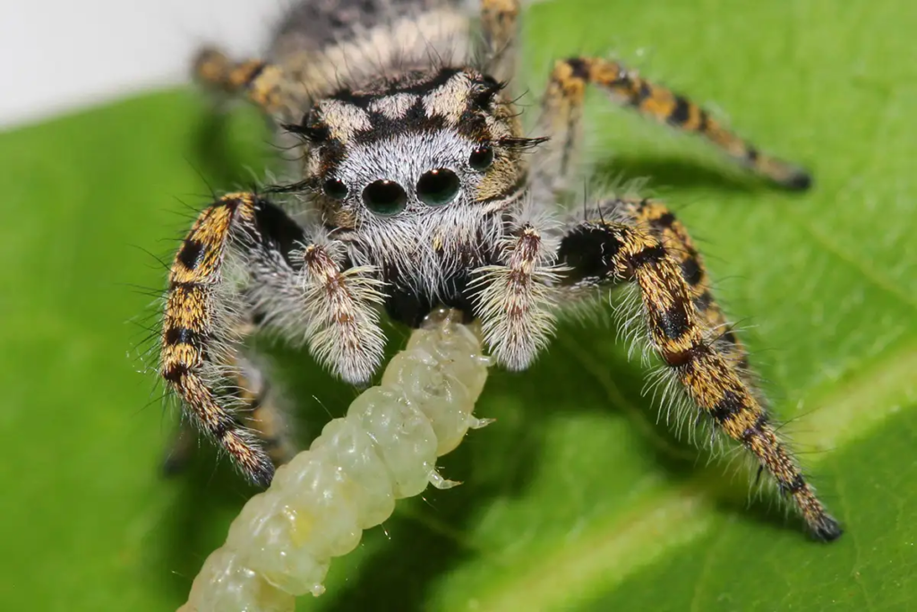 Crisp How Long Can Spiders Survive Without Food Image in 4K Crisp How Long Can Spiders Survive Without Food Image in 4K