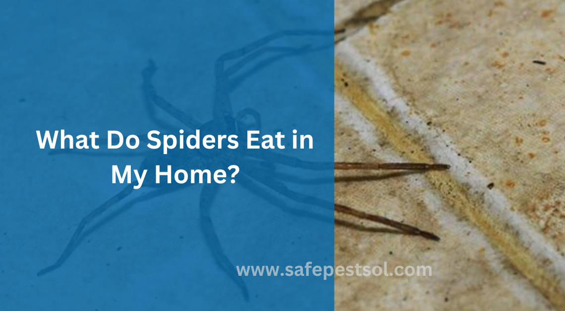 What Do Spiders Eat in My Home?