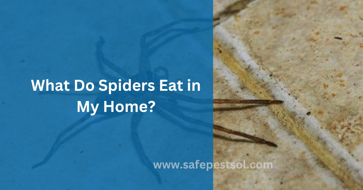 What Do Spiders Eat in My Home?