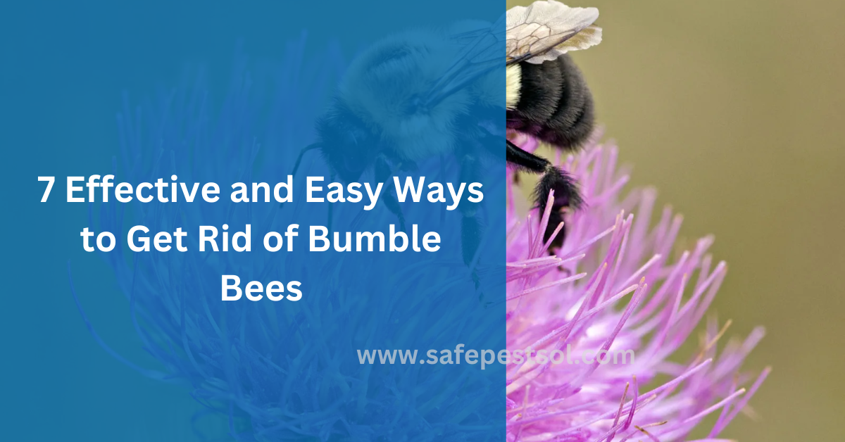 Get Rid of Bumble Bees