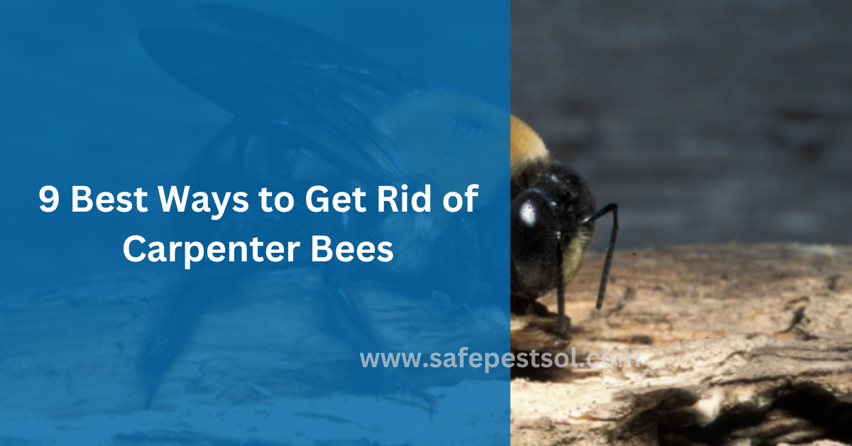 9 Best Ways to Get Rid of Carpenter Bees