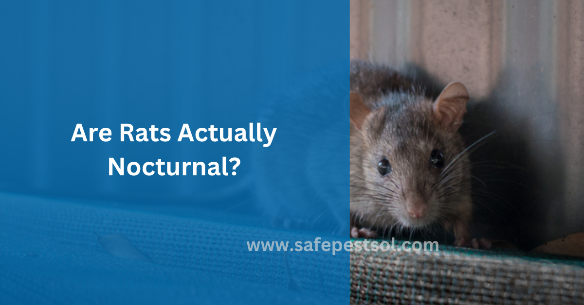 Are Rats Actually Nocturnal