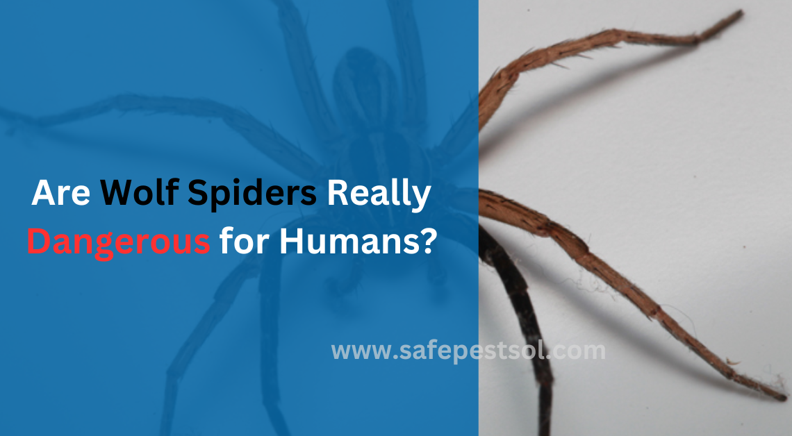 Are Wolf Spiders Really Dangerous for Humans