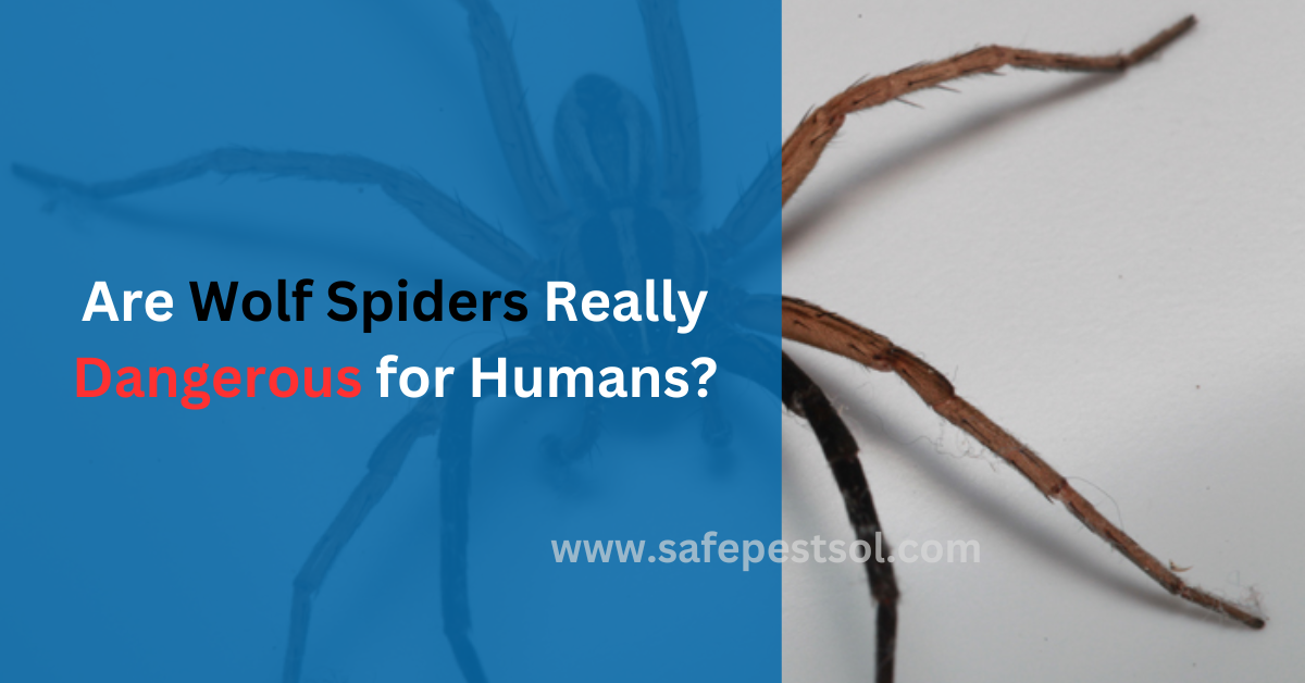 Are Wolf Spiders Really Dangerous for Humans