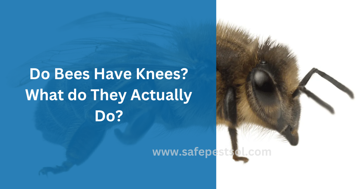 Do Bees Have Knees? What do They Actually Do?