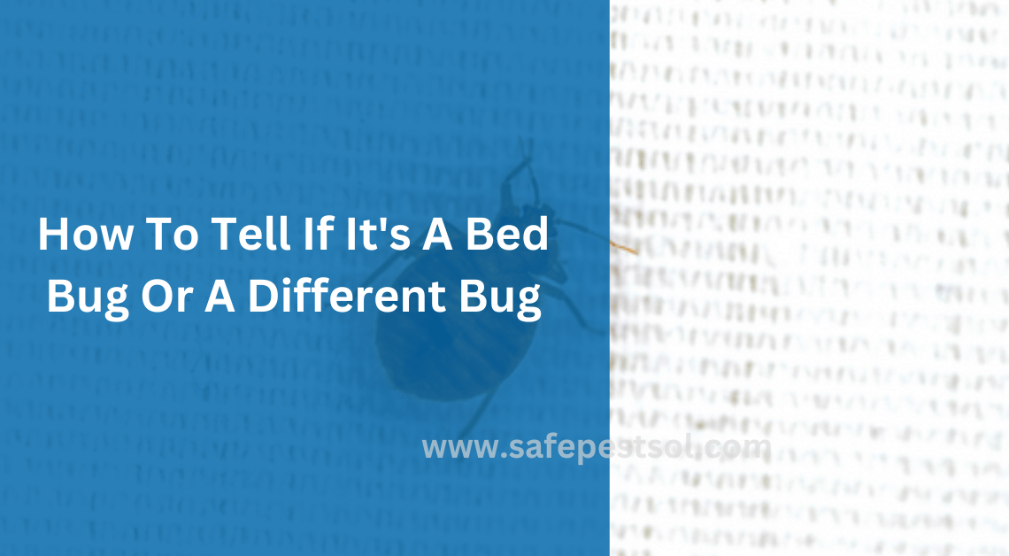 How To Tell If It's A Bed Bug Or A Different Bug