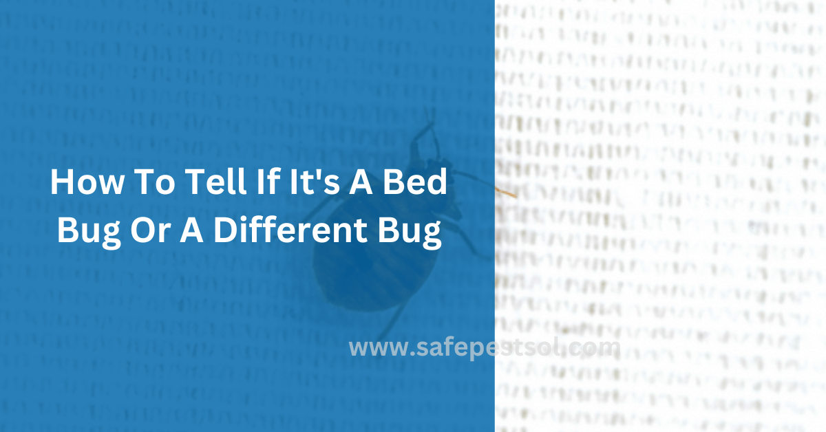 How To Tell If It's A Bed Bug Or A Different Bug