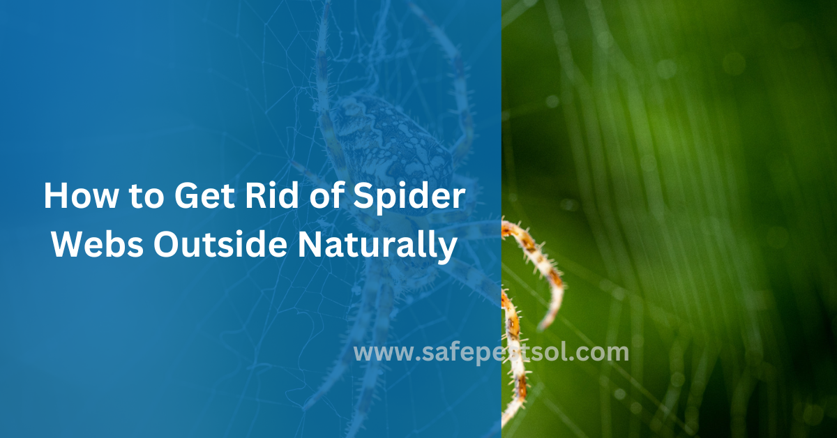 How to Get Rid of Spider Webs Outside Naturally