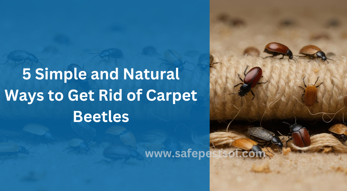 How to Get Rid of Stubborn Carpet Beetles Naturally