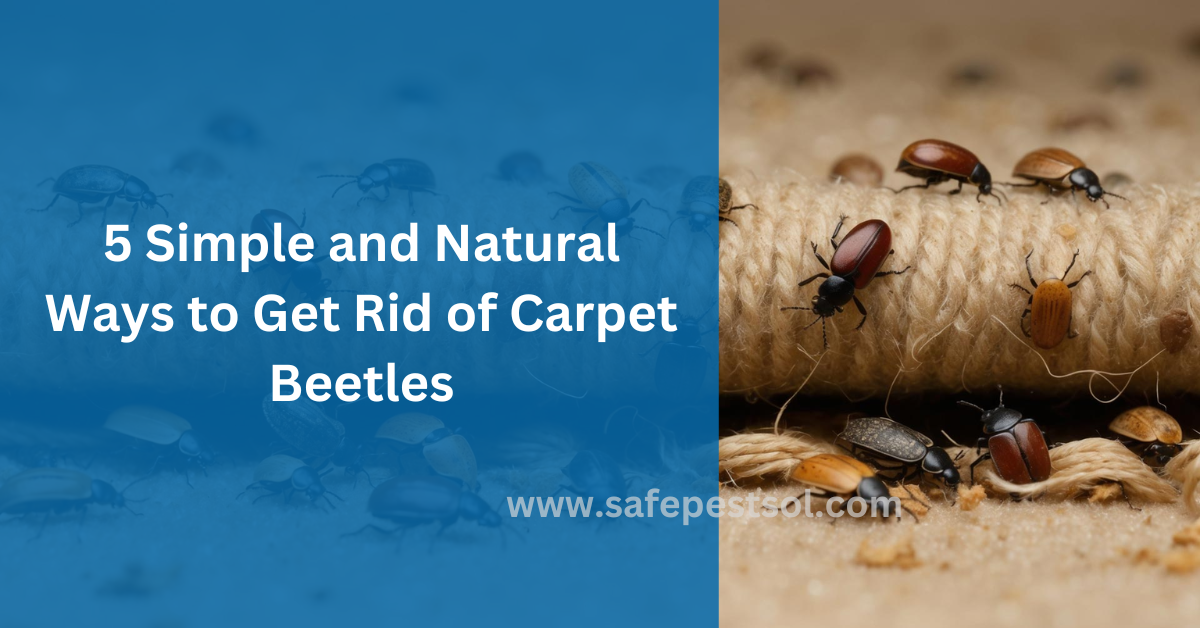 How to Get Rid of Stubborn Carpet Beetles Naturally