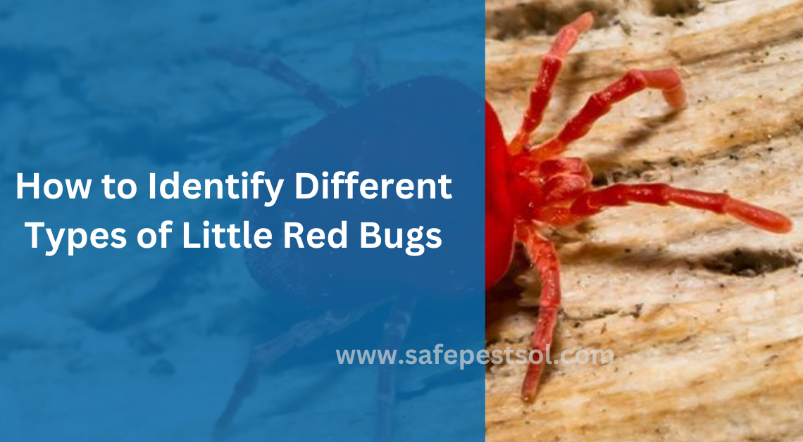 How to Identify Different Types of Little Red Bugs