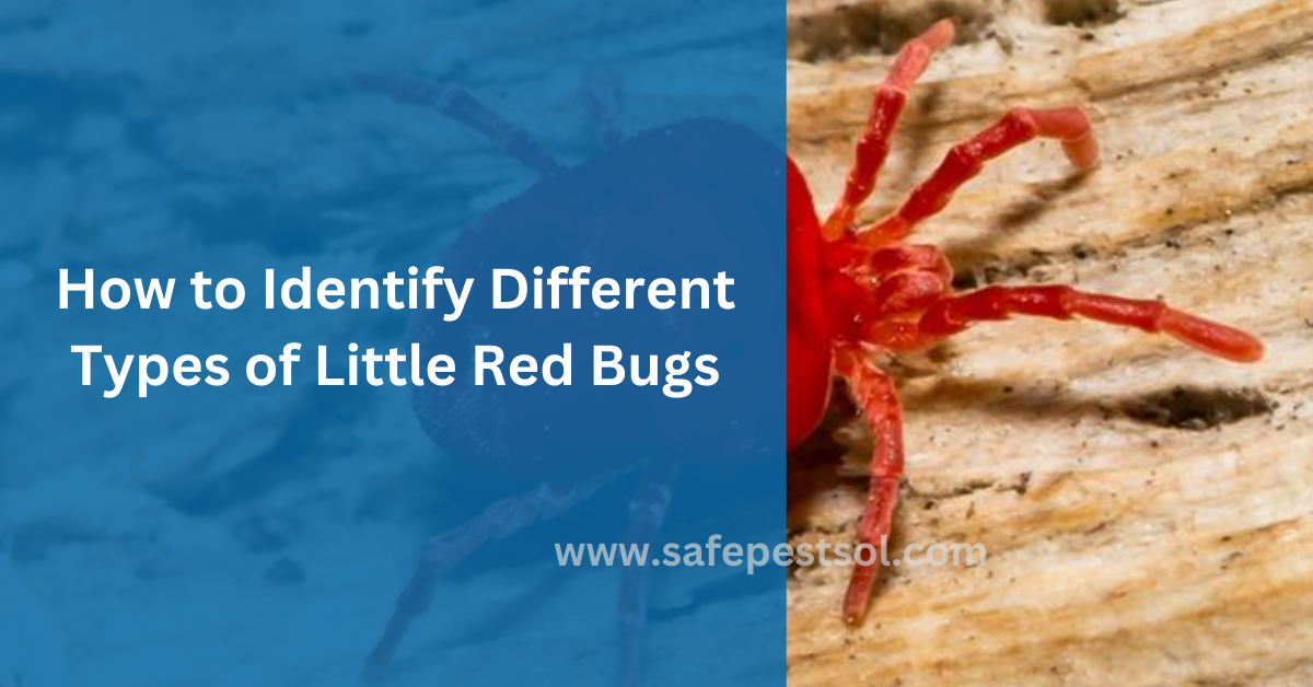 How to Identify Different Types of Little Red Bugs