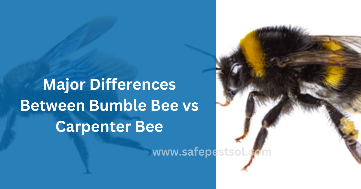 Major Differences Between Bumble Bee vs Carpenter Bee