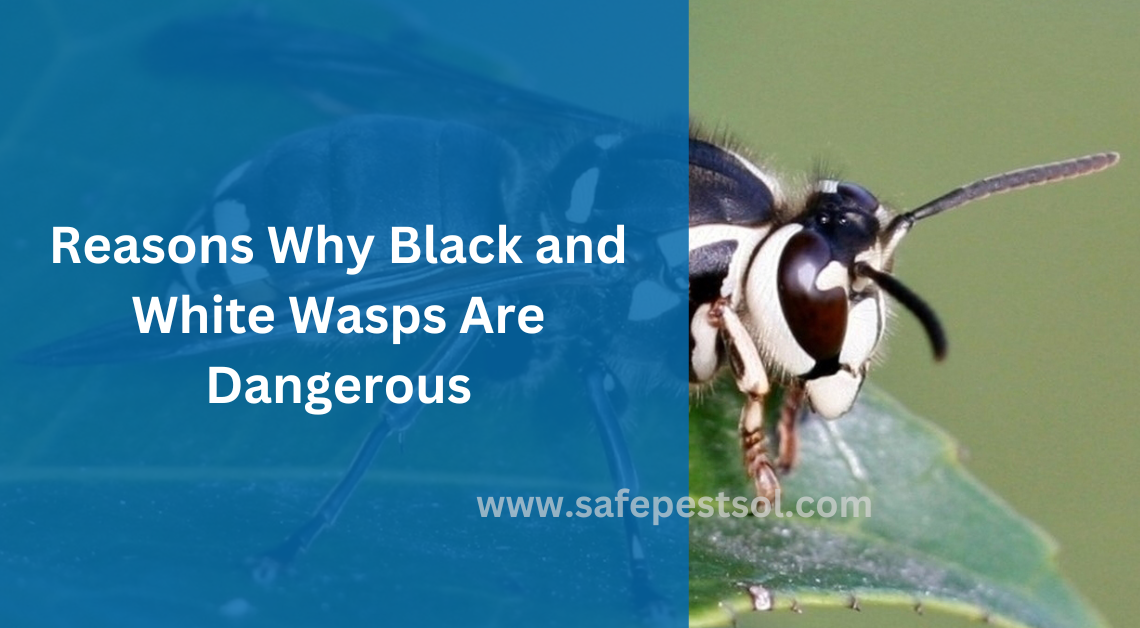 Why Black and White Wasps Are Dangerous