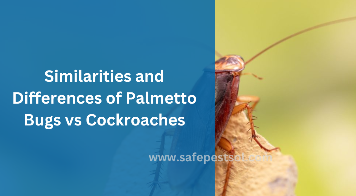 Similarities and Differences of Palmetto Bugs vs Cockroaches