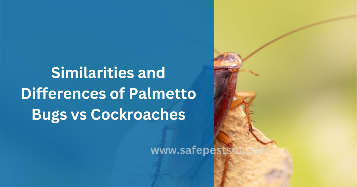 Similarities and Differences of Palmetto Bugs vs Cockroaches