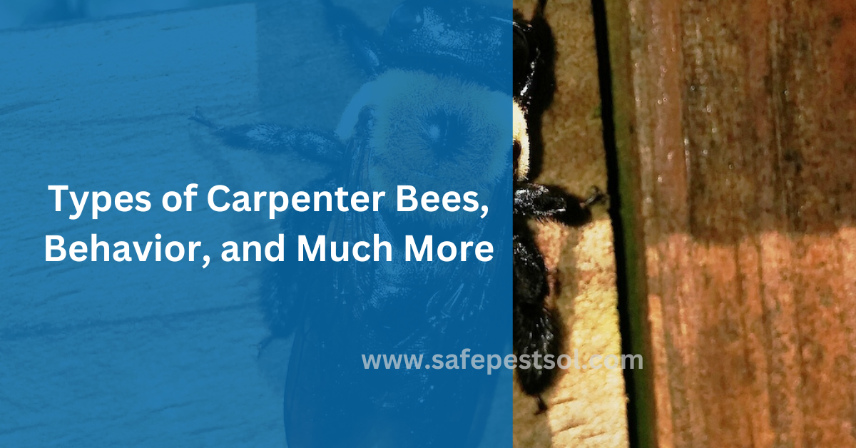 Types of Carpenter Bees