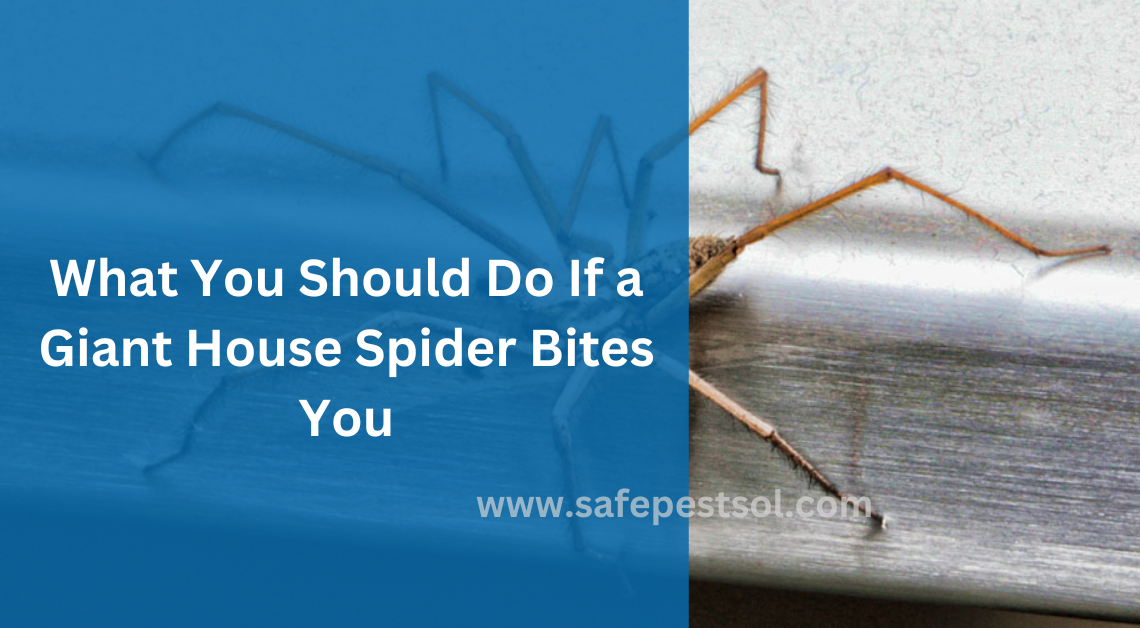 What You Should Do If a Giant House Spider Bites You