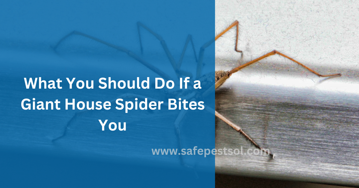 What You Should Do If a Giant House Spider Bites You