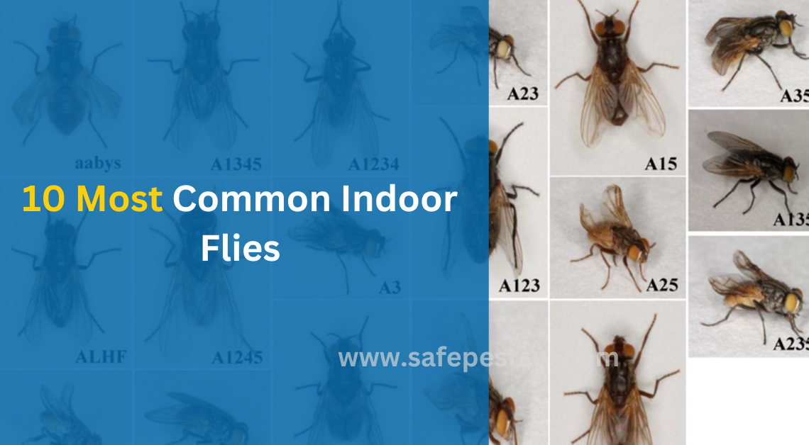 10 Most Common Indoor Flies