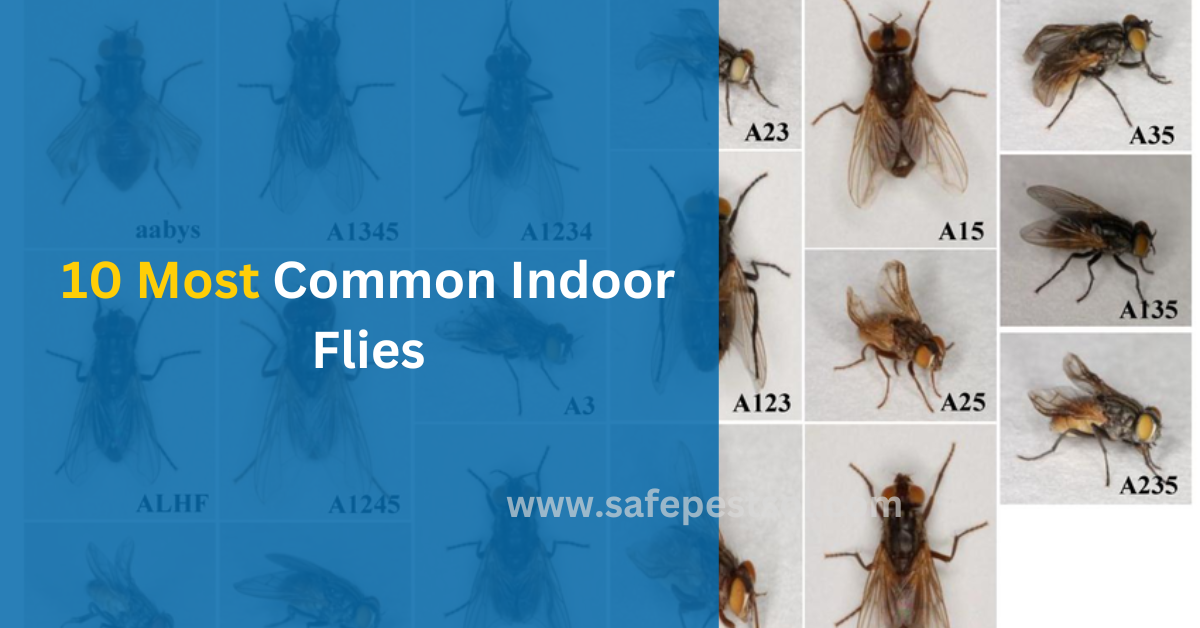 10 Most Common Indoor Flies