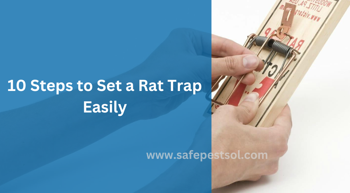 10 Steps to Set a Rat Trap Easily