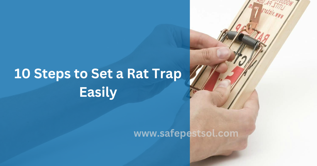 10 Steps to Set a Rat Trap Easily