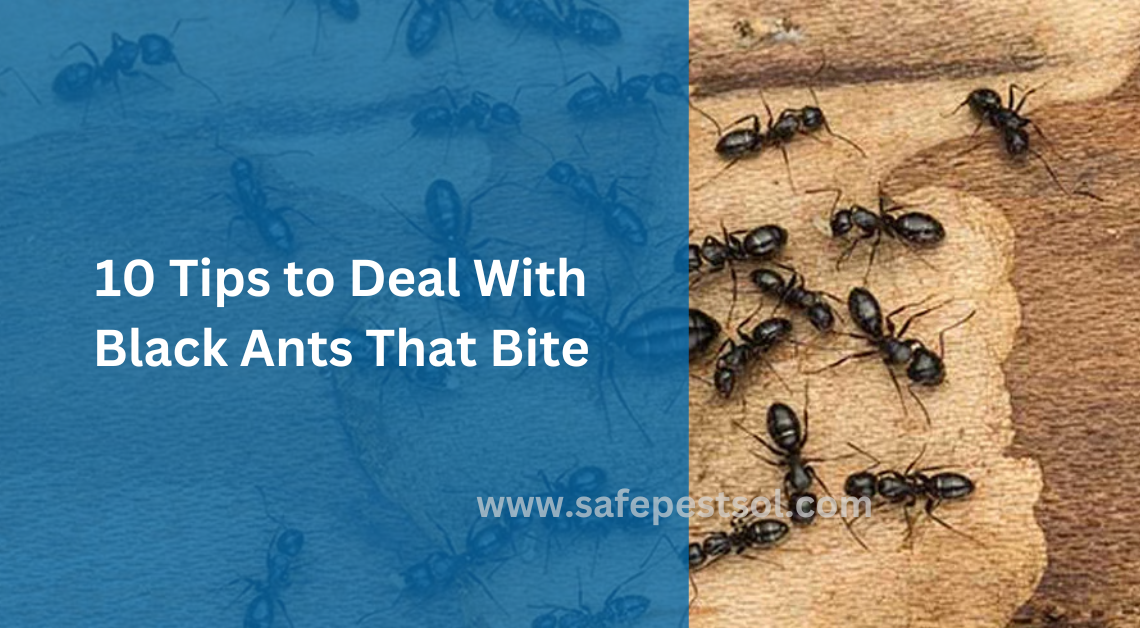 10 Tips to Deal with Black Ants That Bite