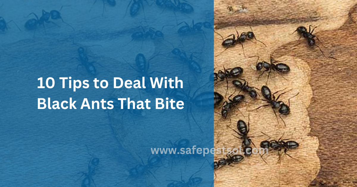 10 Tips to Deal with Black Ants That Bite