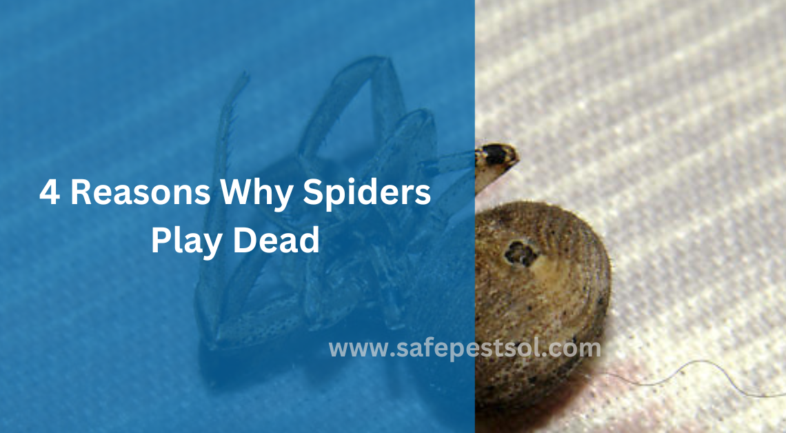 4 Reasons Why Spiders Play Dead