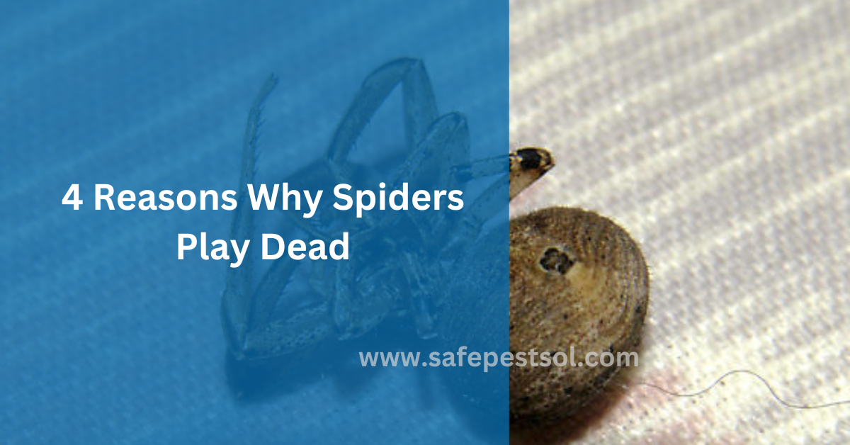 4 Reasons Why Spiders Play Dead