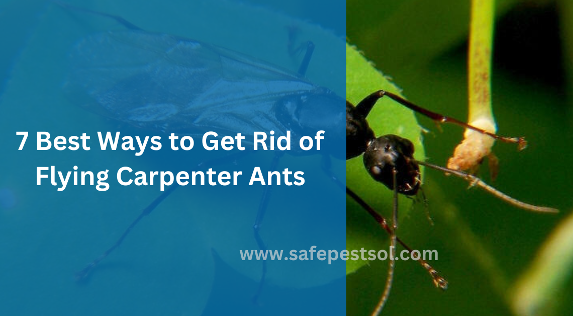 7 Best Ways to Get Rid of Flying Carpenter Ants